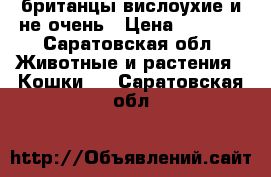 британцы вислоухие и не очень › Цена ­ 1 000 - Саратовская обл. Животные и растения » Кошки   . Саратовская обл.